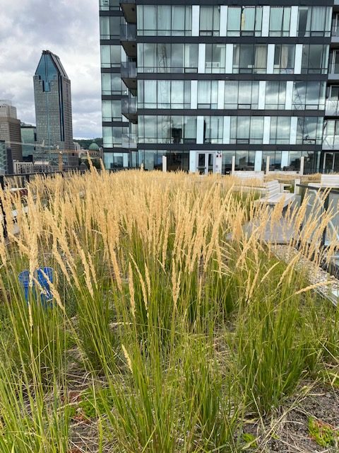La ligne verte - Toit vert - Le Duke MTL
