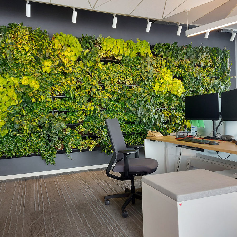 Mur végétal - mur vert - bureau Solar - NextGen