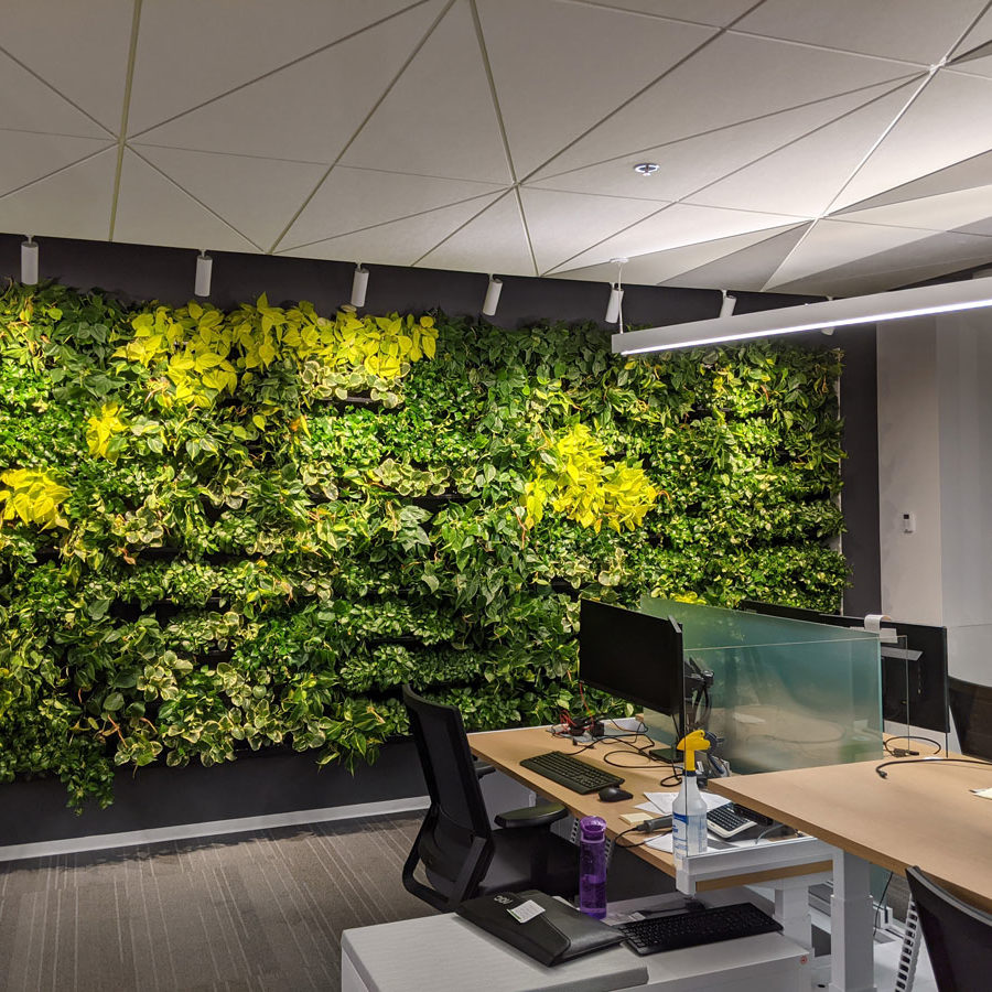 Mur végétal - mur vert - bureau Solar - NextGen