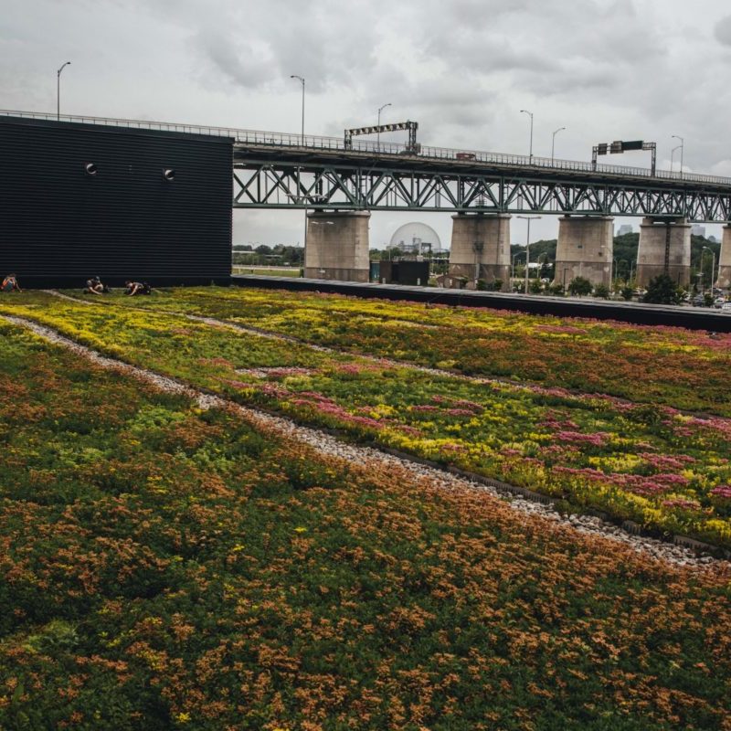 Toiture végétale - toit terrasse - Tour SSQ - Longueuil - La ligne verte (1)