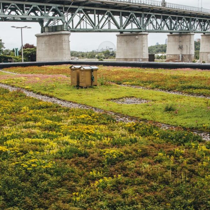 Toiture végétale - toit terrasse - Tour SSQ - Longueuil - La ligne verte (2)
