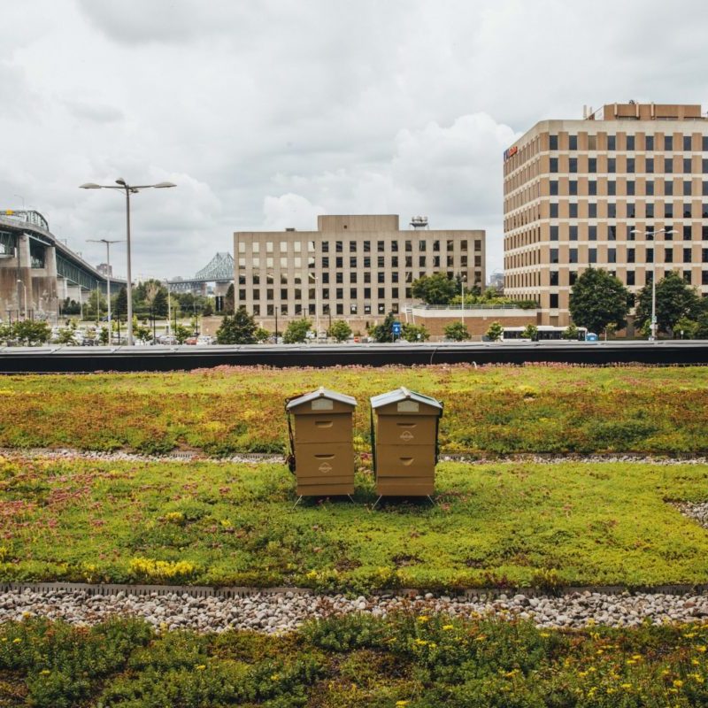 Toiture végétale - toit terrasse - Tour SSQ - Longueuil - La ligne verte (3)