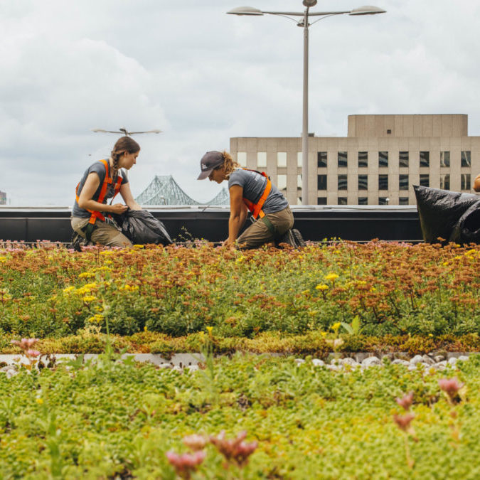 Toiture végétale - toit terrasse - Tour SSQ - Longueuil - La ligne verte (4)