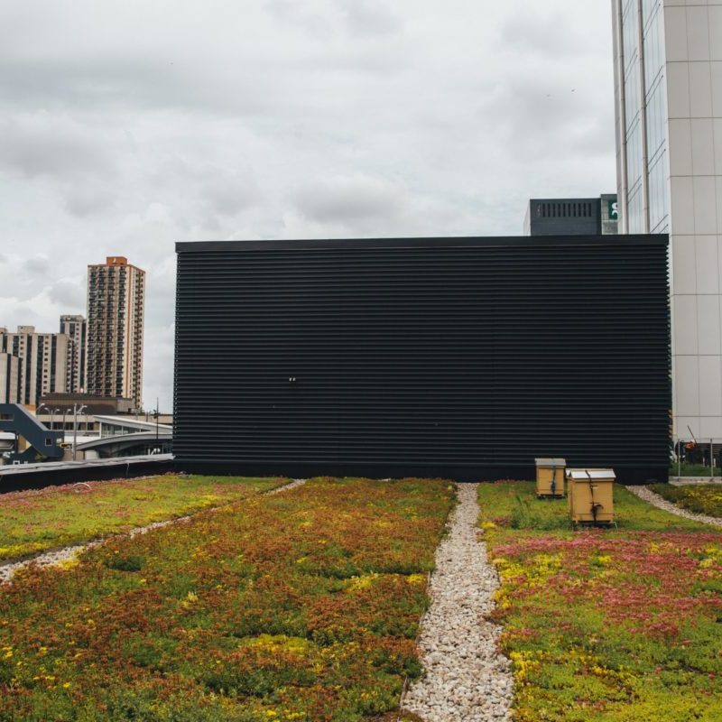 Toiture végétale - toit terrasse - Tour SSQ - Longueuil - La ligne verte (5)
