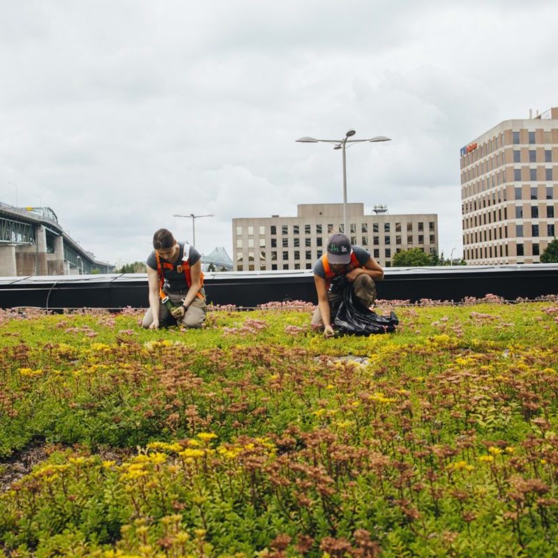Toiture végétale - toit terrasse - Tour SSQ - Longueuil - La ligne verte (6)