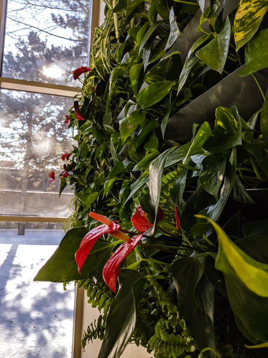 Mur végétal - modulaire - La ligne verte (9)