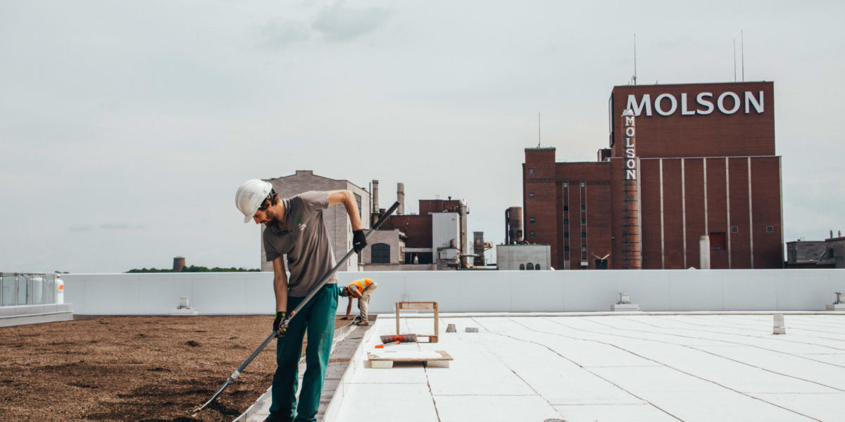 La ligne verte - Radio-Canada - Toiture végétale (2)