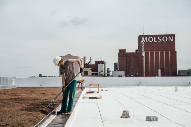 La ligne verte - Radio-Canada - Toiture végétale (2)