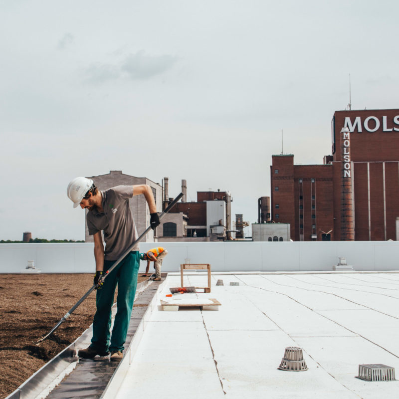 La ligne verte - Radio-Canada - Toiture végétale (2)