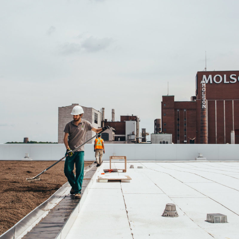 La ligne verte - Radio-Canada - Toiture végétale (4)