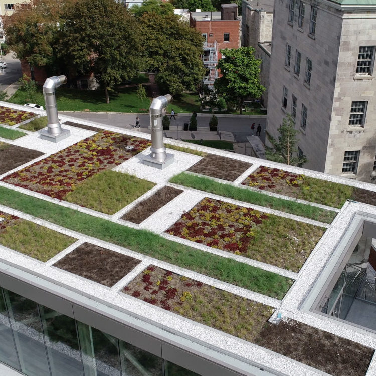 Toit vert - Université McGill - La ligne verte (4)