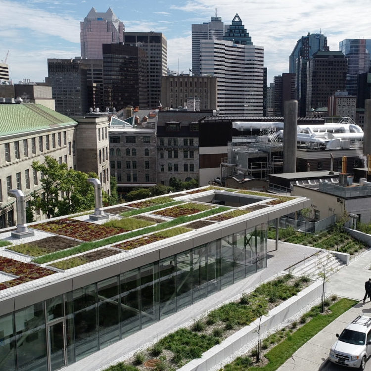 Toit vert - Université McGill - La ligne verte (5)