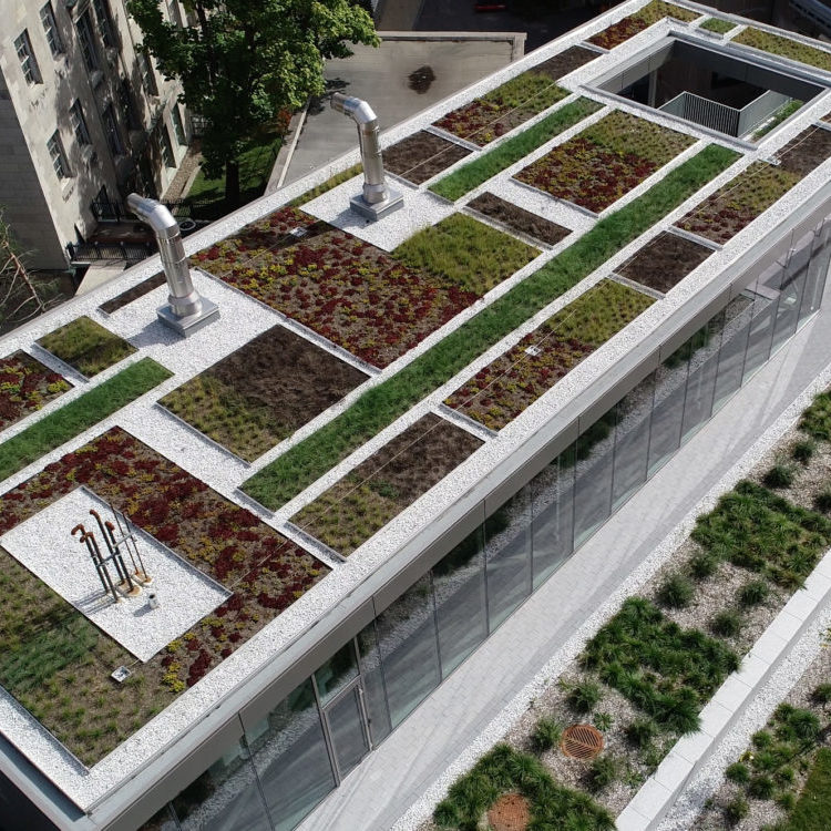 Toit vert - Université McGill - La ligne verte (6)