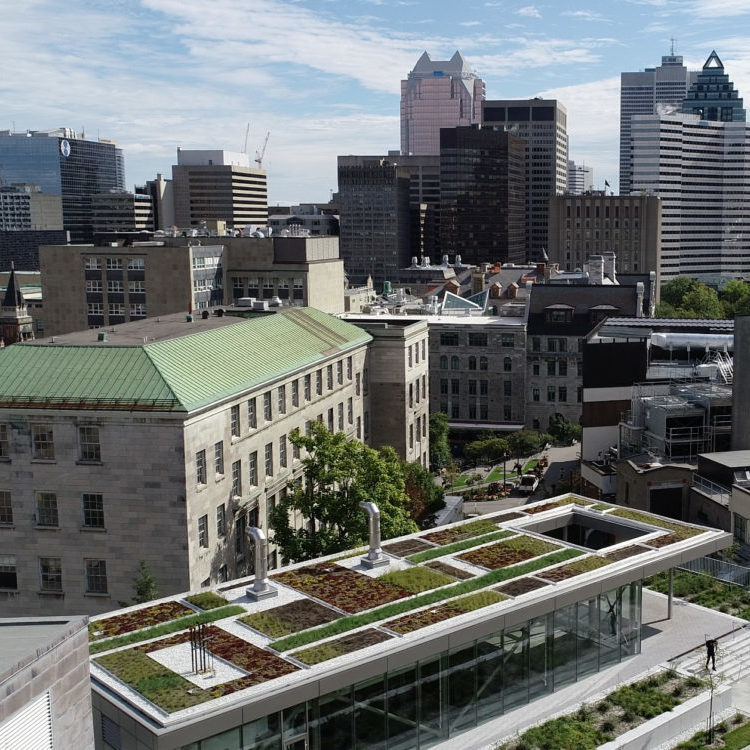 Toit vert - Université McGill - La ligne verte (7)