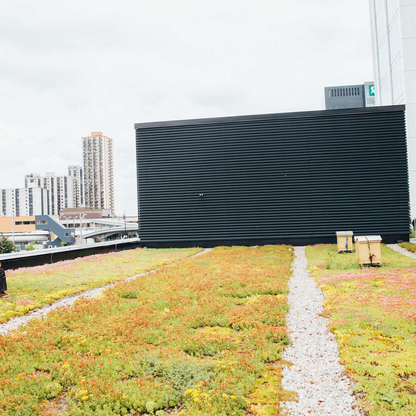 Toiture végétale - toit terrasse - Tour SSQ - Longueuil - La ligne verte (10)