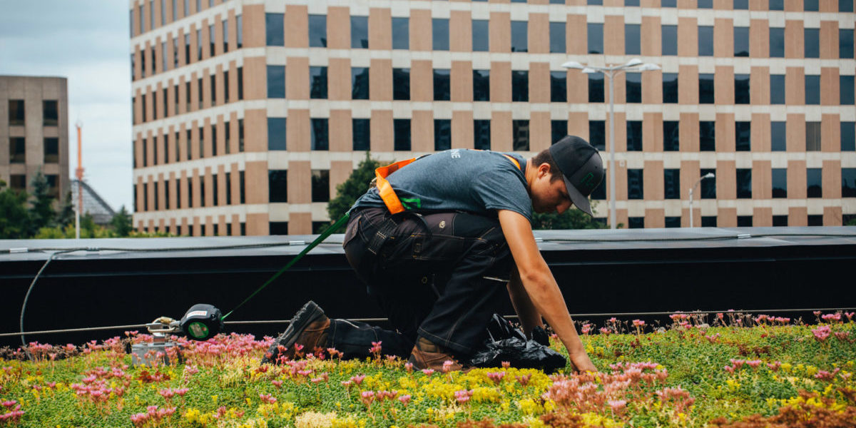 Toiture végétale - toit terrasse - Tour SSQ - Longueuil - La ligne verte (13)