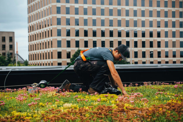 Toiture végétale - toit terrasse - Tour SSQ - Longueuil - La ligne verte (13)