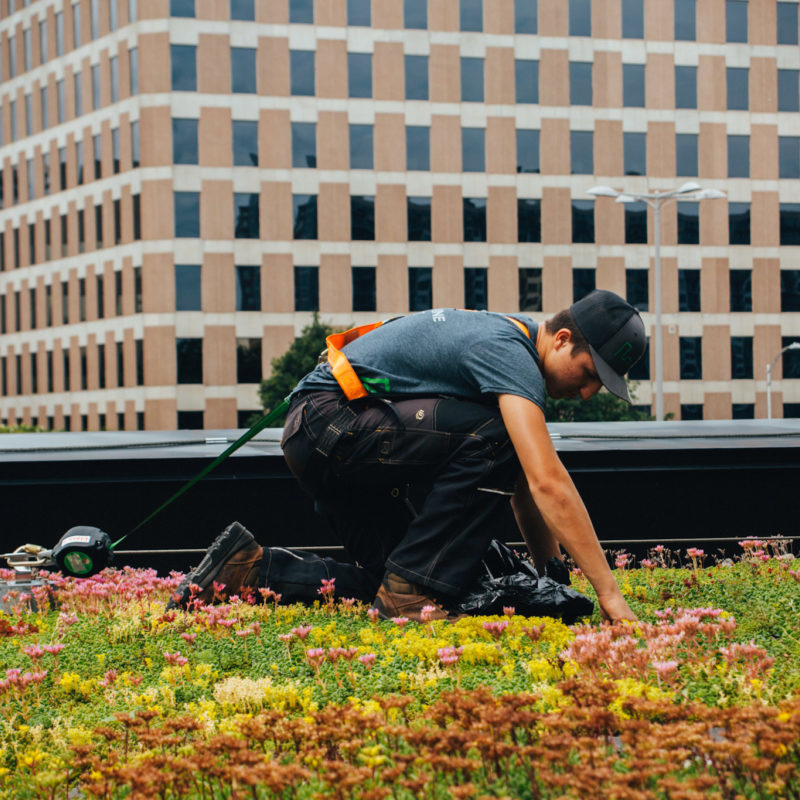 Toiture végétale - toit terrasse - Tour SSQ - Longueuil - La ligne verte (13)