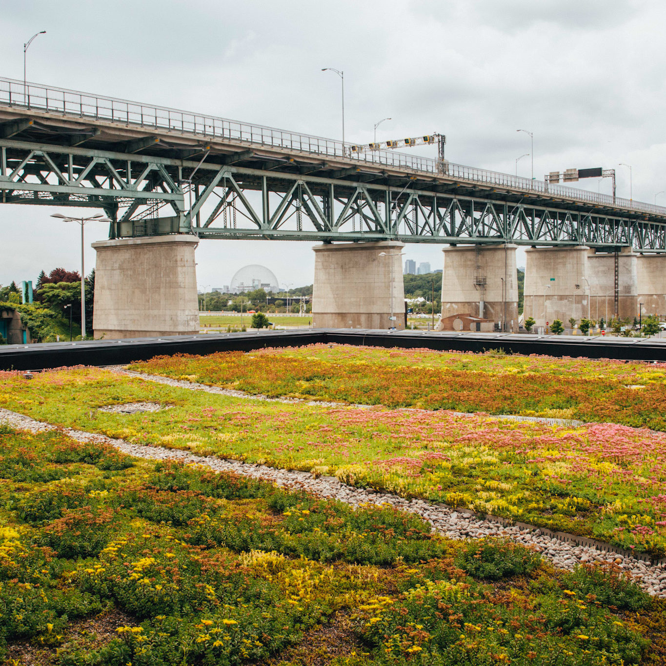 Toiture végétale - toit terrasse - Tour SSQ - Longueuil - La ligne verte (16)