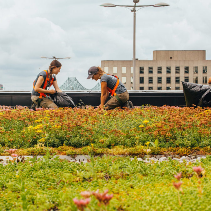 Toiture végétale - toit terrasse - Tour SSQ - Longueuil - La ligne verte (17)