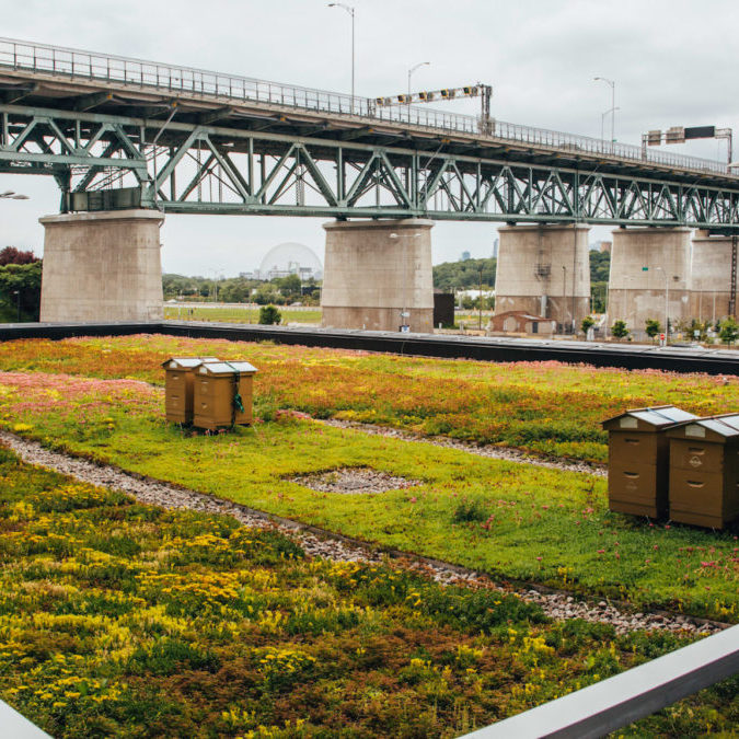 Toiture végétale - toit terrasse - Tour SSQ - Longueuil - La ligne verte (19)