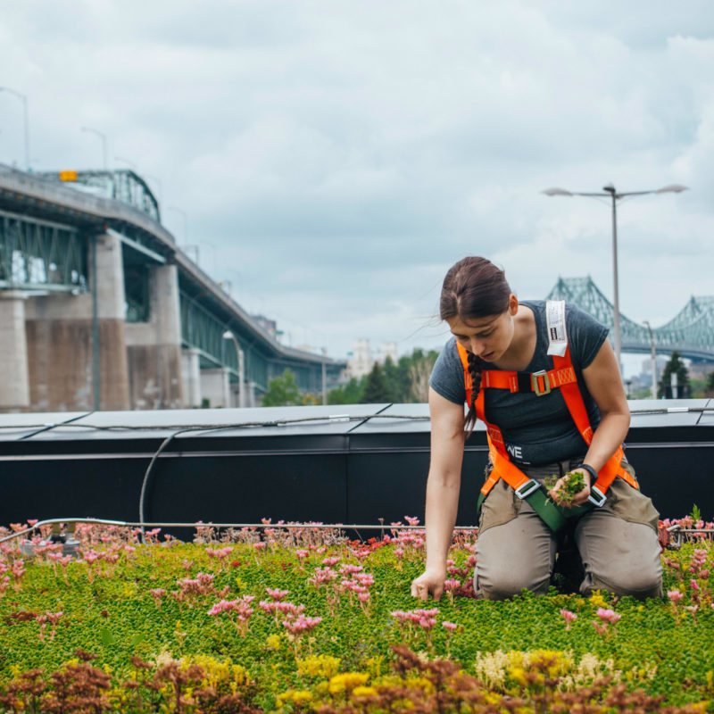 Toiture végétale - toit terrasse - Tour SSQ - Longueuil - La ligne verte (21)