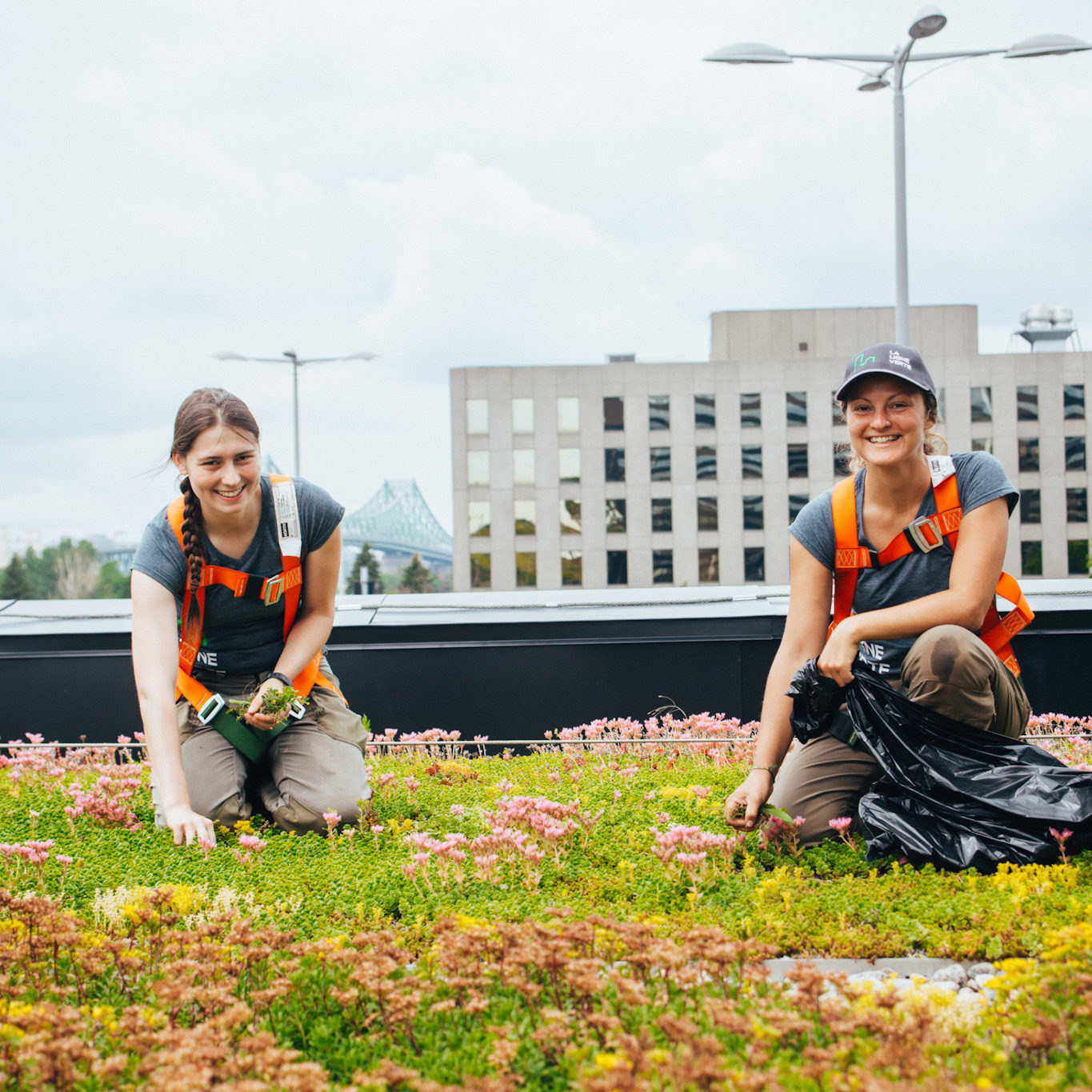 Toiture végétale - toit terrasse - Tour SSQ - Longueuil - La ligne verte (9)