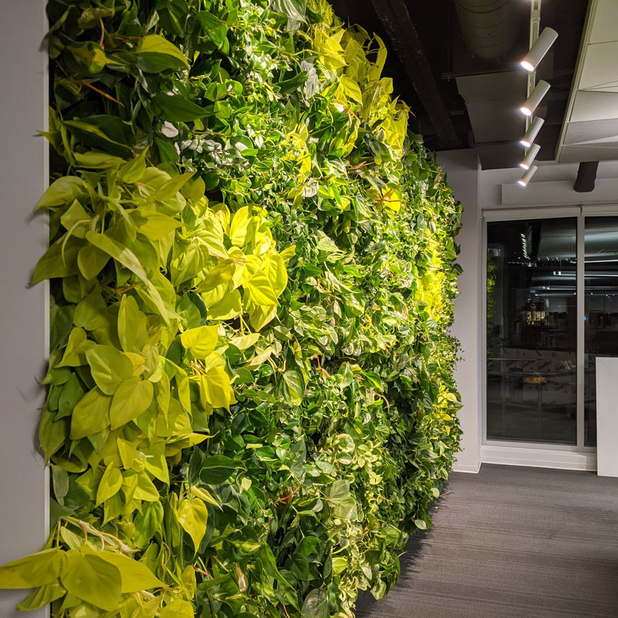 Mur végétal - mur vert - bureau Solar - NextGen