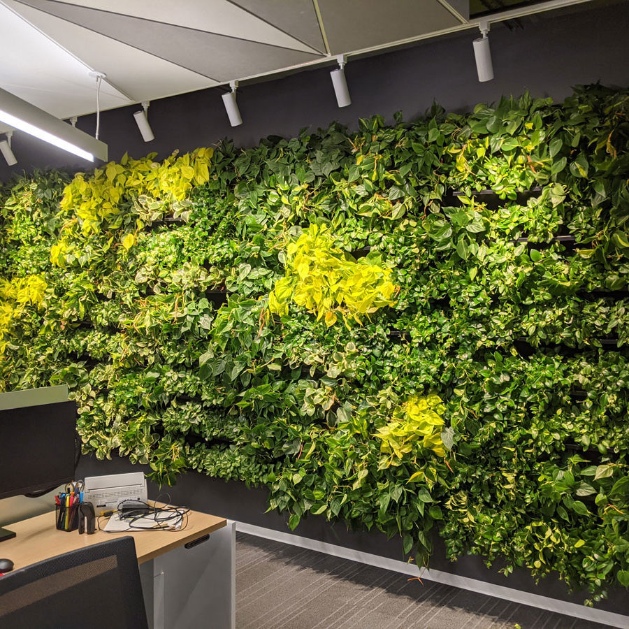 Mur végétal - mur vert - bureau Solar - NextGen