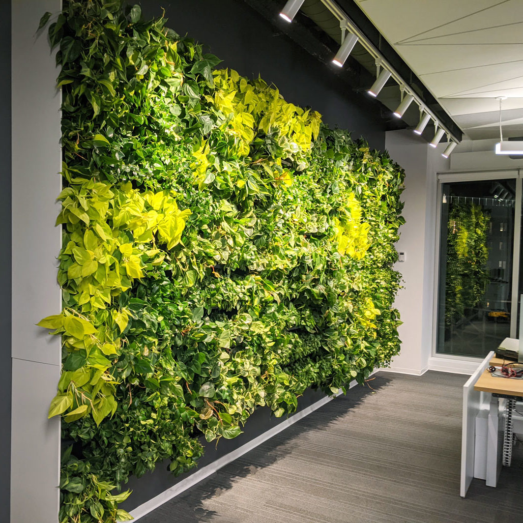 Mur végétal - mur vert - bureau Solar - NextGen