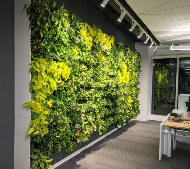 Mur végétal - mur vert - bureau Solar - NextGen