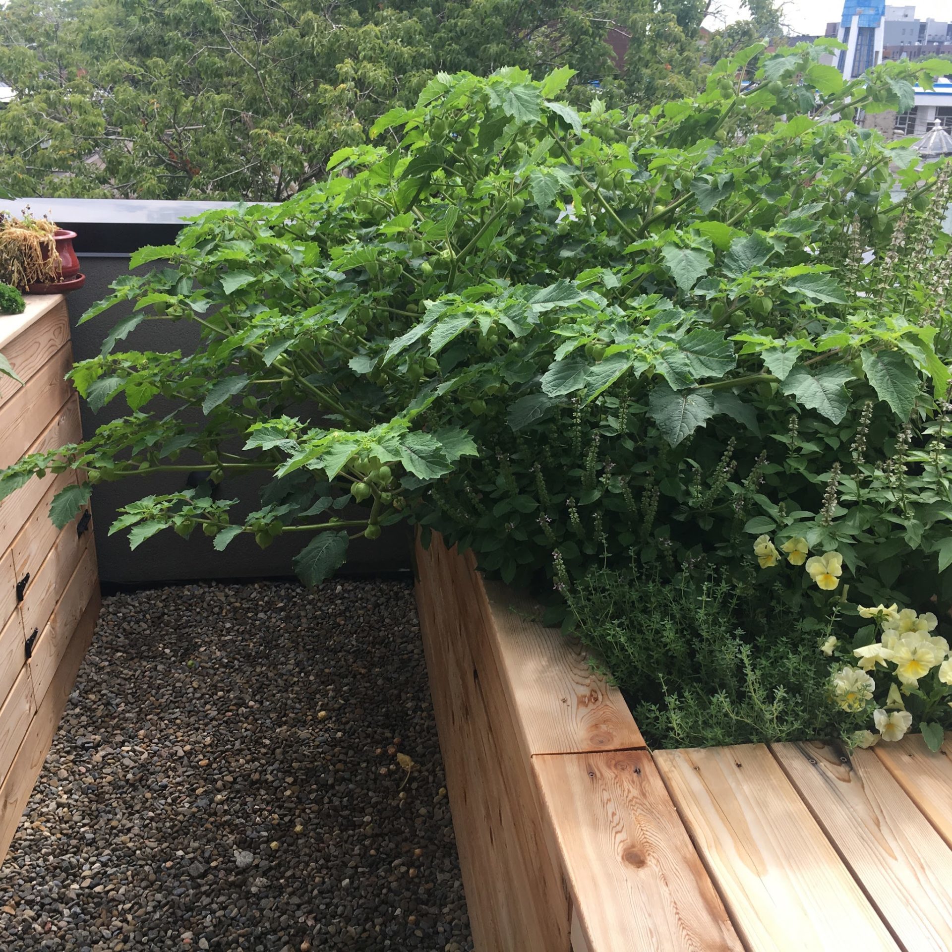 bac en bois - jardin sur terrasse - potager urbain