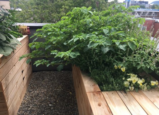 Terrasse - Villeray (1) bac en bois - jardin sur terrasse - potager urbain