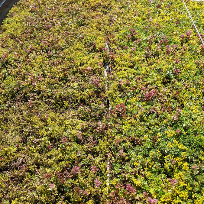 La-ligne-verte-Midtown-toit-vert