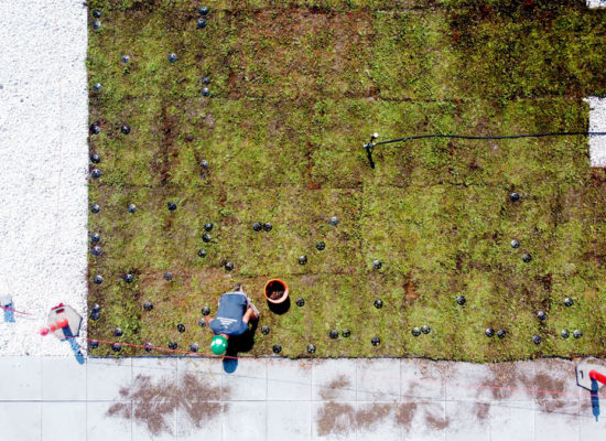 La-ligne-verte---Midtown---toit-vert-(3) La-ligne-verte-Midtown-toit-vert