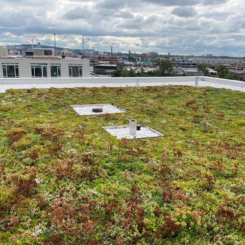 La-ligne-verte-Midtown-toit-vert