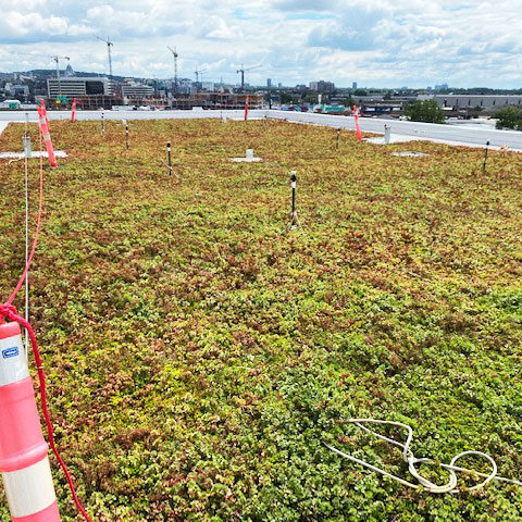La-ligne-verte-Midtown-toit-vert