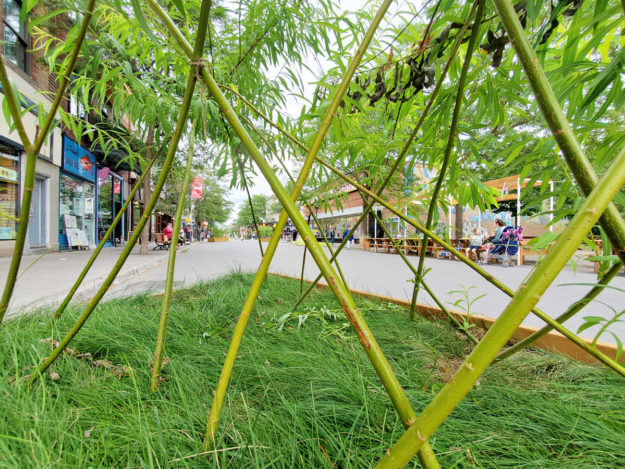 Bac saule - Mont-Royal- La ligne verte + Castor et Pollux