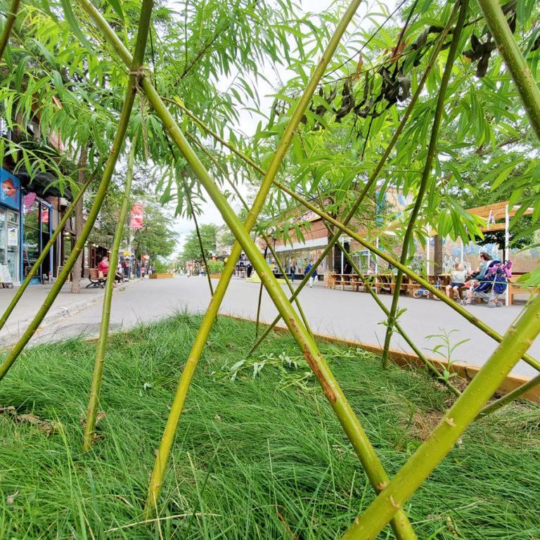Bac saule - Mont-Royal- La ligne verte + Castor et Pollux