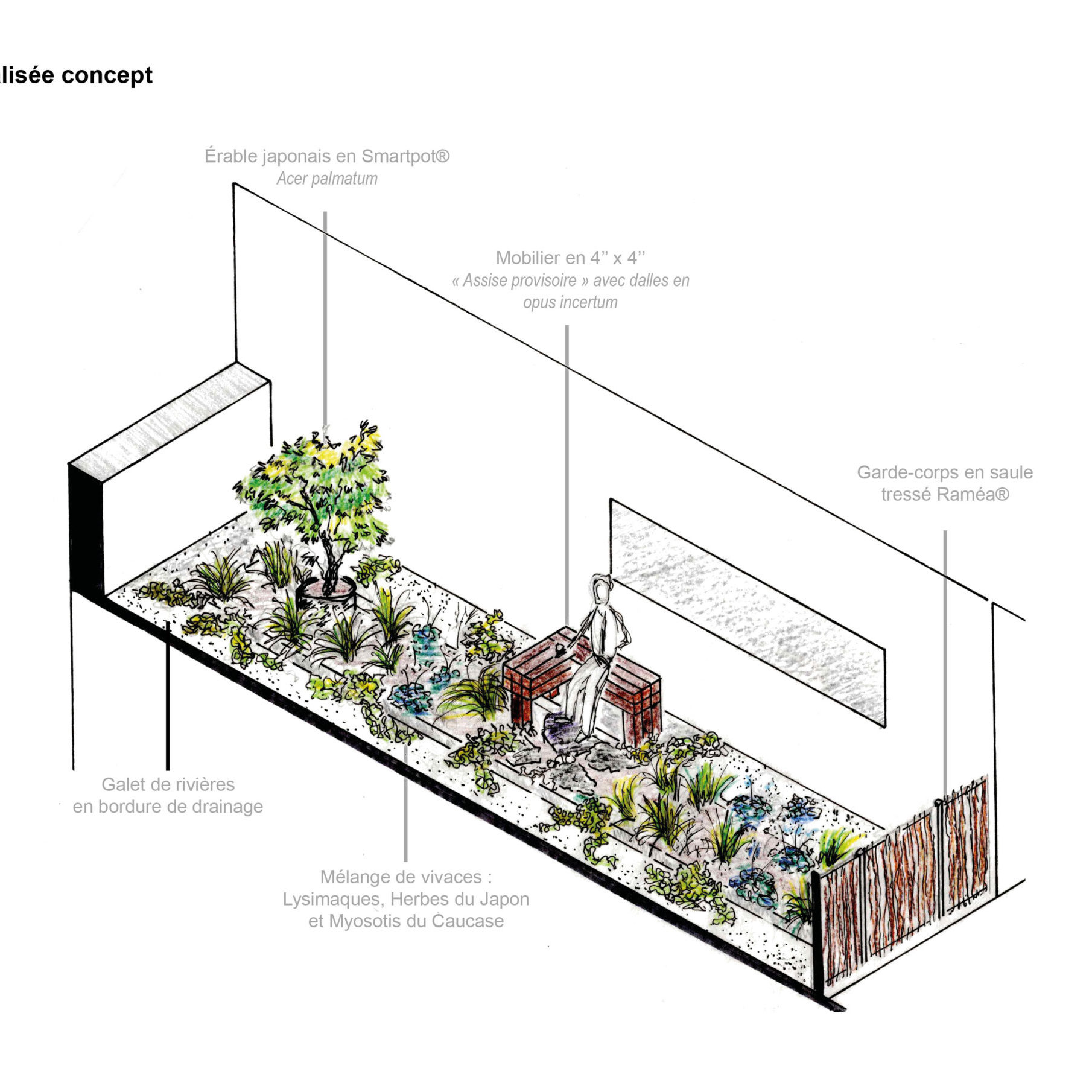 Concept d'aménagement - Toiture végétalisée - La ligne verte - Plateau Mont-Royal - Anthime Bion