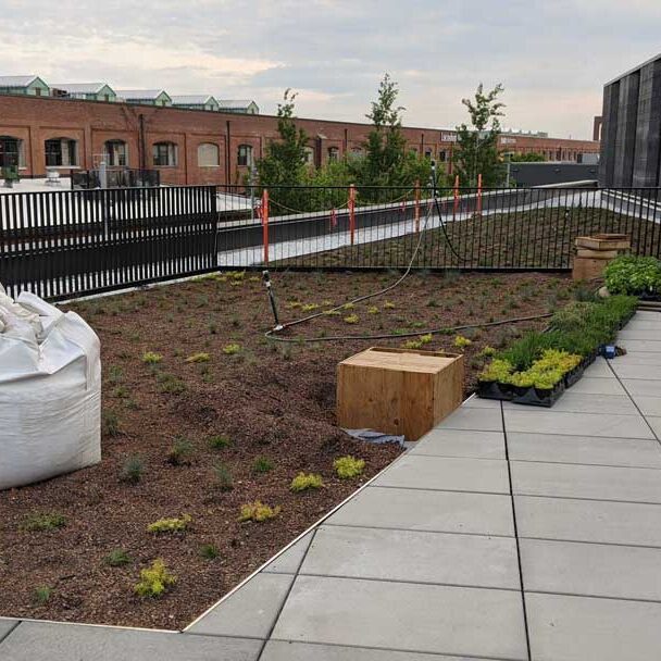 Toiture végétale et terrasse verte- Technopôle Angus - La ligne verte toit vert.