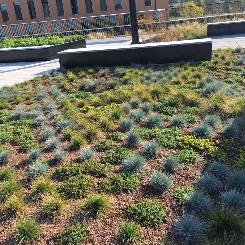 Toiture végétale et terrasse verte- Technopôle Angus - La ligne verte toit vert.