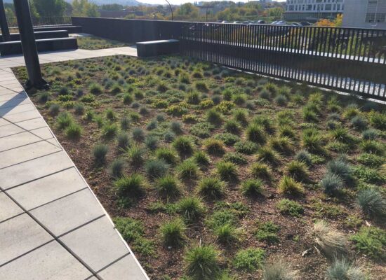 Toiture-végéale- TechnoPôle-Angus-La-ligne-verte-Toit-vert (15) Toiture végétale et terrasse verte- Technopôle Angus - La ligne verte toit vert.