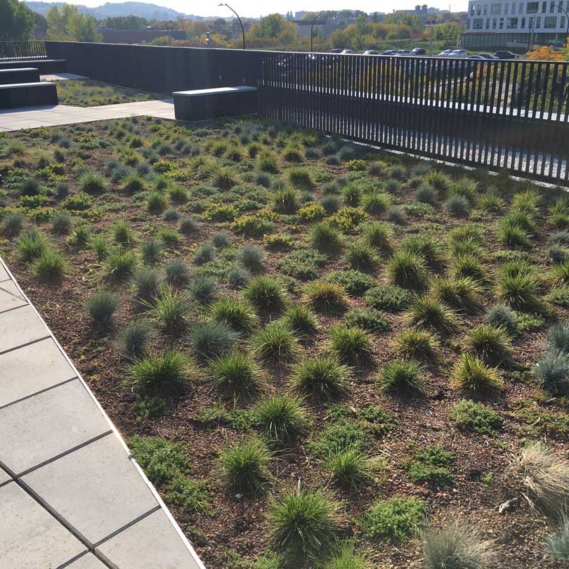 Toiture végétale et terrasse verte- Technopôle Angus - La ligne verte toit vert.