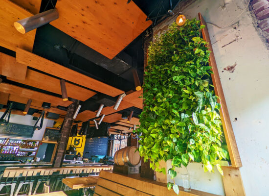 Mur vert - @La ligne verte - Siboire (1)