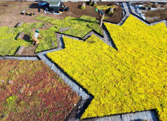 Toiture végétale extensive @La ligne verte - Toit vert - Canadian Tire -Kirkland